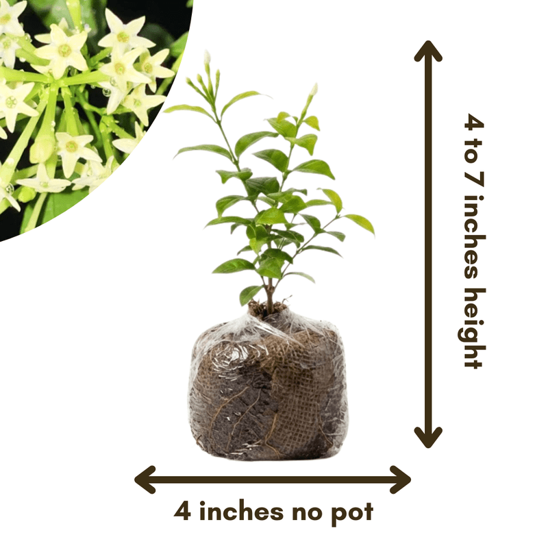 Jasmine Plants Live, Flowering Fragrant Cestrum nocturnum Jessamine, Night Blooming Jasmine Seedlings from 4 to 7 Inches Height
