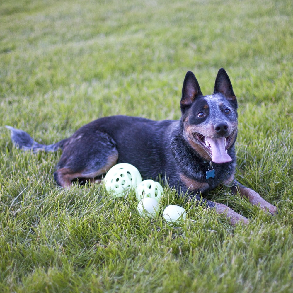 Chew King By Mammoth Glow Ball Combo for dog, 4 pack