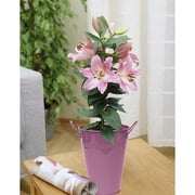Van Zyverden Patio Lily Souvenir with Pink Metal Planter, Soil and Growers Pot 1 Bulb Pink Partial Sun Easy to Grow 2 lb