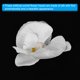 thumbnail image 4 of Uxcell 2.8" Cabezas de Orquídea de Seda Artificial Phalaenopsis para Decoración de Bodas DIY, Blanco Puro 40 Paquete, 4 of 6