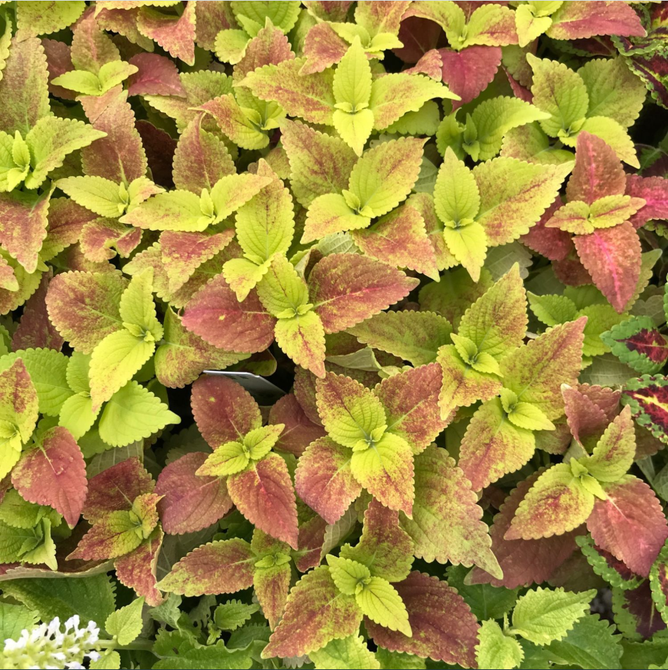 Pack of 3 Alabama Sunset Coleus Live Starter Plant for Planting, Rare Fast Growing Plants, Multicolored Bloom, 4-8 Inch Tall, No Ship Pot