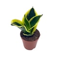 thumbnail image 6 of Black Gold Snakeplant, Green and Yellow Snake Plant, Variegated Sansevieria trifasciata, 6 of 9