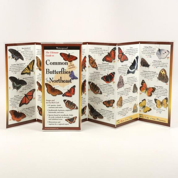 FoldingGuides: Common Butterflies of the Northeast (Other)