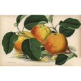 thumbnail image 2 of Apple, American Mother Variety, Malus Domestica Poster Print By ® Florilegius Mary Evans (24 X 18), 2 of 4