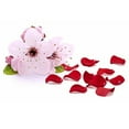 thumbnail image 2 of Giovanni 2chic Ultra Luxurious Shampoo & Conditioner Set, 24 oz. Cherry Blossom & Rose Petals, With Aloe Vera, Pro-Vitamin B5, Smooths Curly & Wavy Hair, Sulfate Free, Color Safe, Paraben Free, 2 of 3