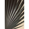 thumbnail image 3 of Winstanley, Ian 11x14 Black Modern Framed Museum Art Print Titled - Fan Palm Detail 2, 3 of 5