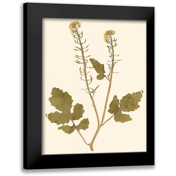 Vision Studio 12x14 Black Modern Framed Museum Art Print Titled - Pressed Botanical I