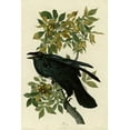 thumbnail image 2 of Vintage Apple Collection 23x32 Black Ornate Wood Framed with Double Matting Museum Art Print Titled - Raven, 2 of 4