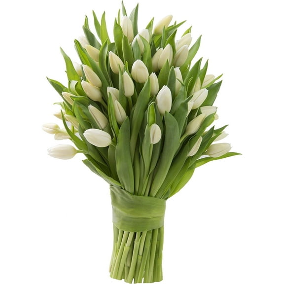KaBloom Fresh Cut Flowers, 30 White Tulips , Gift for all occasions