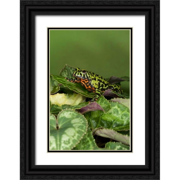 Flaherty, Dennis 13x18 Black Ornate Wood Framed with Double Matting Museum Art Print Titled - China Close-up of fire-bellied toad