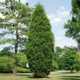 thumbnail image 4 of Brighter Blooms - Brodie Eastern Red Cedar Tree, 2-3 ft. - No Shipping to AK, AZ, CA, HI, 4 of 4