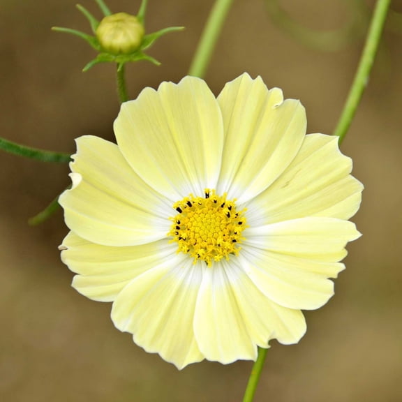 Eden Brothers Cosmos Seeds - Xanthos