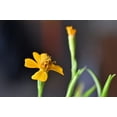 thumbnail image 4 of Tarragon Seeds/ Perennial/ Full Sun/1750 Seeds 1/4 Gram/ Zellajake Farm and Garden - B91, 4 of 5