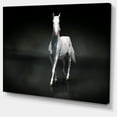 thumbnail image 2 of Cheval Noir Isolé sur Noir - Impression sur Toile Animal, 2 of 3