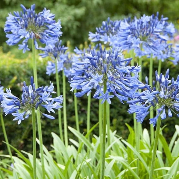 Agapanthus Blue – Live Blue Flowering Perennial for Gardens, Borders, and Containers