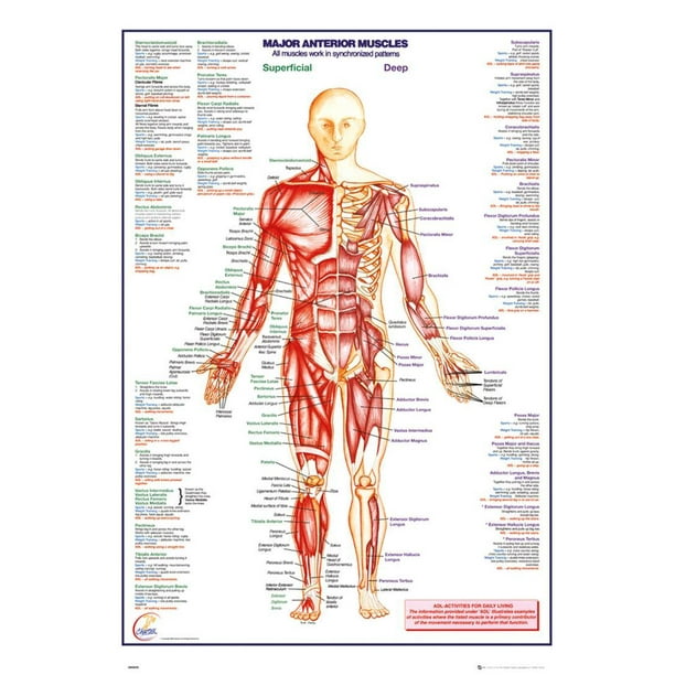 Human Body Major Anterior Muscles Poster - 24x36 - Walmart.com