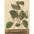 thumbnail image 3 of Mark Catesby 11x14 Black Modern Framed Museum Art Print Titled - Centipede (Scolopendra Morsitans) (1731-1743), 3 of 5