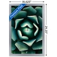 thumbnail image 3 of Succulents - Center Wall Poster, 14.725" x 22.375", Framed, 3 of 5