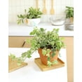 thumbnail image 3 of Golden English Ivy - 4 inch + Plastic Pot, 3 of 9