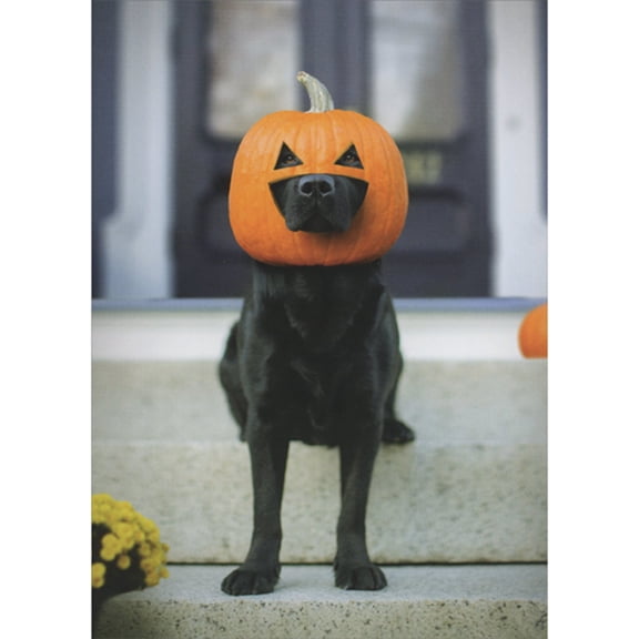 RSVP Black Dog Wearing Real Pumpkin on Head Humorous / Funny Halloween Card