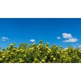 thumbnail image 3 of 2 Gallon Yellow Potentilla Flowering Shrub, 3 of 6