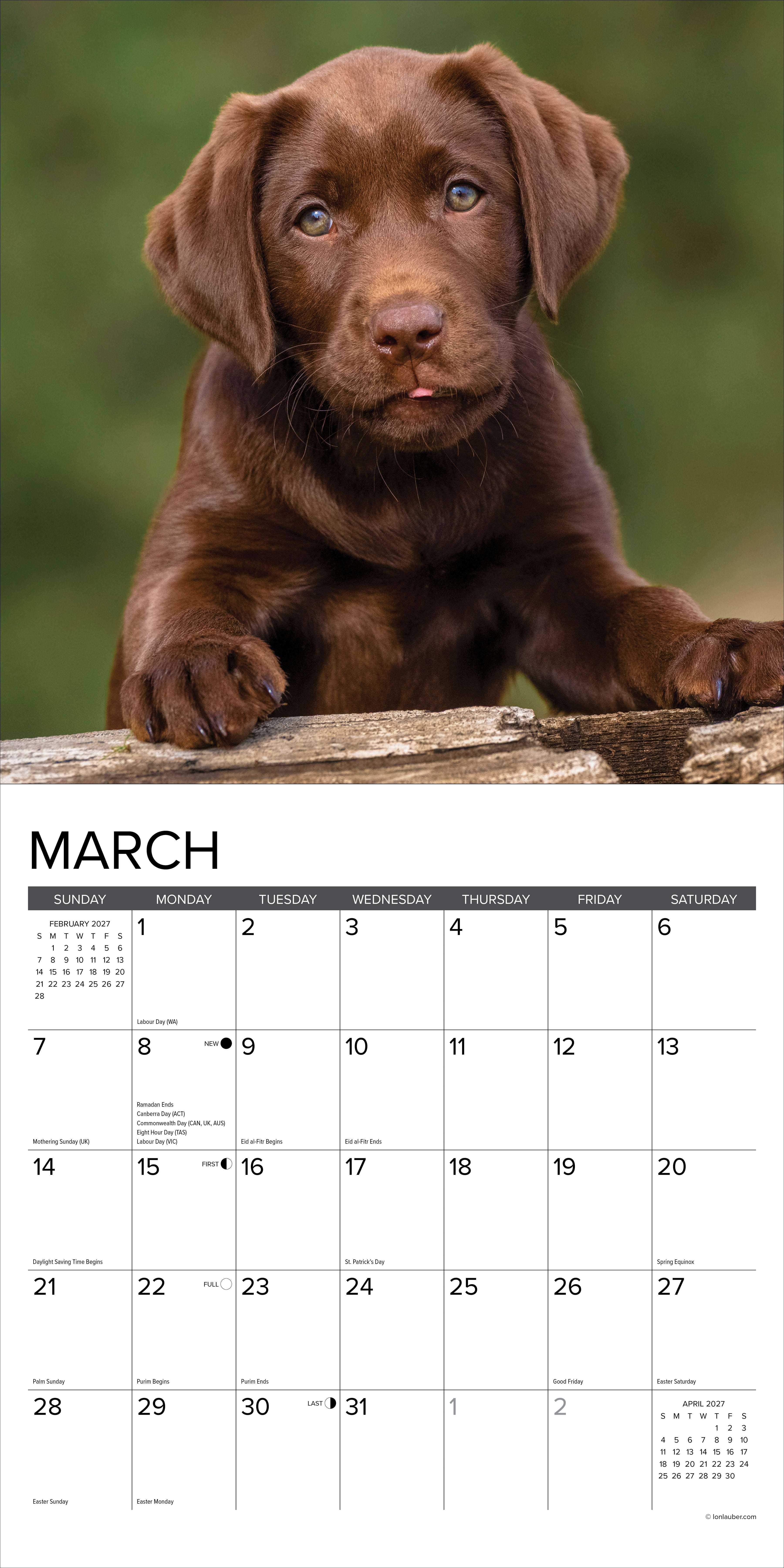 Willow Creek Press, Chocolate Lab Puppies 2027 Wall Calendar