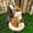 Brown Squirrel, variant on Straw-woven forest animal decorations, including raccoons, squirrels, rabbits, and hedgehogs, suitable for Christmas tree decorations, table displays, and holiday gifts