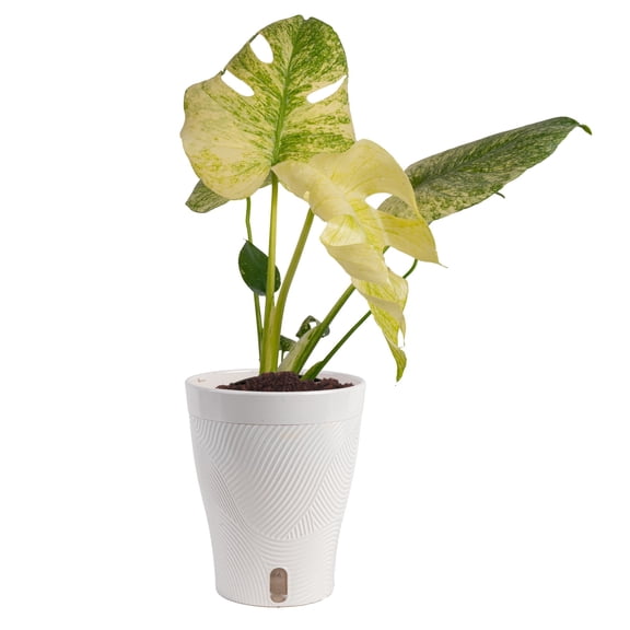 Costa Farms 12" Monstera Deliciosa White Monster Live House Plant in 5" Self-Watering Pot