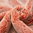thumbnail image 5 of Home Soft Things Heavy Faux Fur 2 Piece Throw Pillow Cover Set - Burnt Orange - 26" x 26", 5 of 5