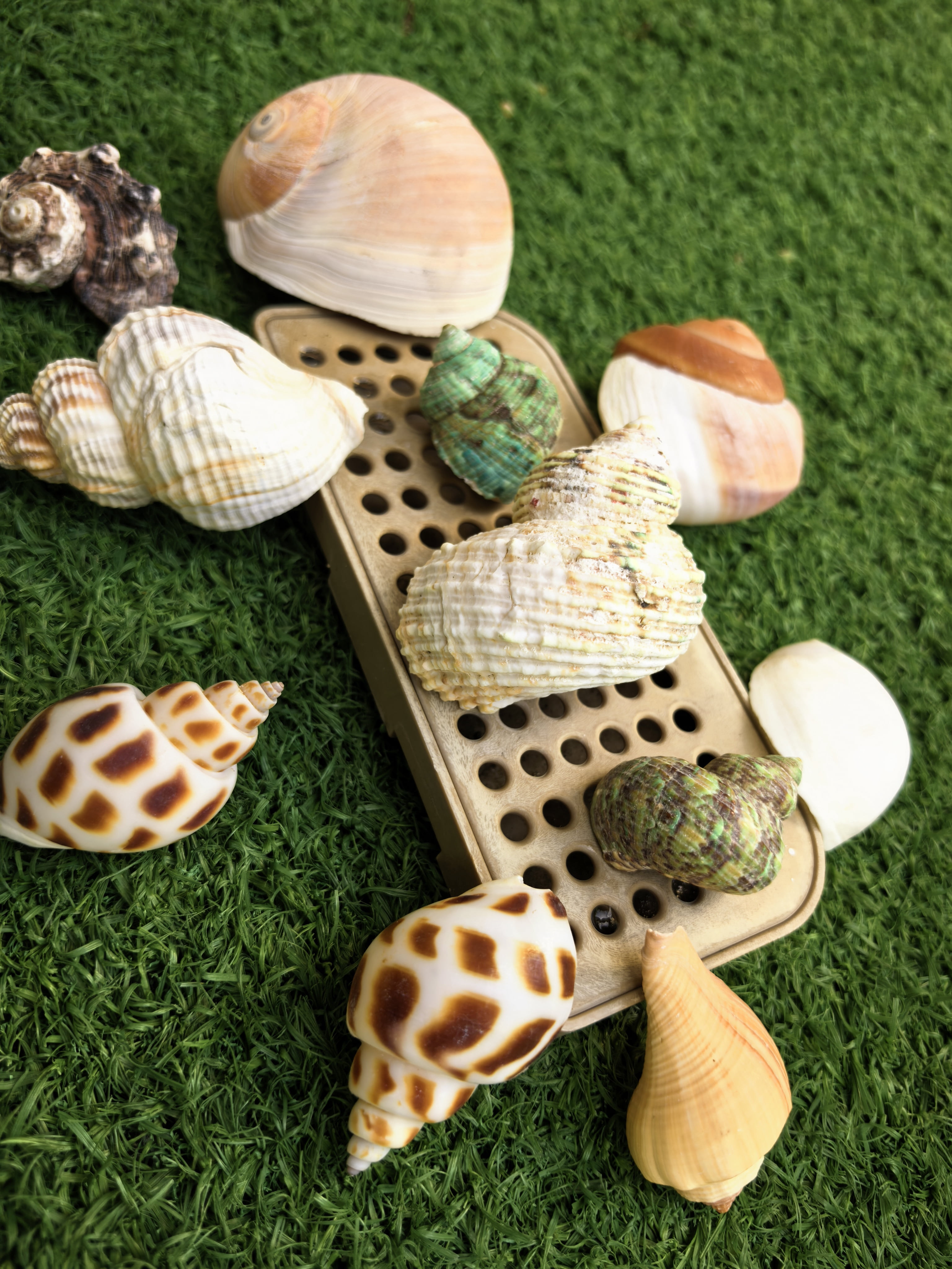 Big Seashells Hermit Crab Shells 21-Piece Set - Natural Sea Conch ...