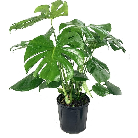 Monstera Deliciosa - Live Plant in a 10 Inch Pot - Philodendron Monstera Deliciosa - Beautiful Clean Air Indoor Plant