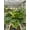 4_MARANTA_BEAUTY.KIM, variant on Variegated Maranta Leuconeura Kerchoveana - Live Air-Purifying Indoor Plant in Nursery Pot – Easy Care, Low Maintenance Houseplant for Home & Office Decor, Natural Air Cleaner, Best for Beginners