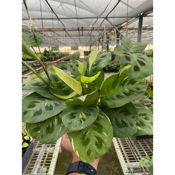 Variegated Maranta Leuconeura Kerchoveana - Live Air-Purifying Indoor Plant in Nursery Pot – Easy Care, Low Maintenance Houseplant for Home & Office Decor, Natural Air Cleaner, Best for Beginners