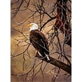 thumbnail image 2 of Alpenglow Workshop 15x18 Gold Ornate Wood Framed with Double Matting Museum Art Print Titled - Bald Eagle, 2 of 4