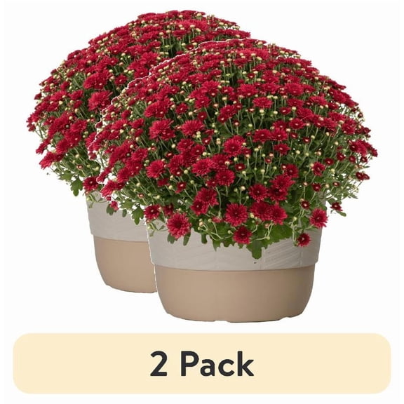 (2 pack) Better Homes & Gardens 1.5G Red Mum Live Plant in Decorative Pot