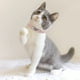 thumbnail image 4 of Collar de gato en forma de corazón rosa con cinturón de seguridad y campana de diamantes de imitación para gatitos y perros pequeños, 4 of 5
