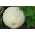 thumbnail image 4 of 5 Seeds WHITE CASPER PUMPKIN White Skin Orange Flesh Cucurbita Maxima Vegetable Seeds, 4 of 7