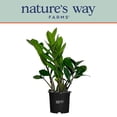 thumbnail image 5 of Nature's Way Farms ZZ Plant Live Plant (7-11 inches tall) in growers pot, 5 of 5