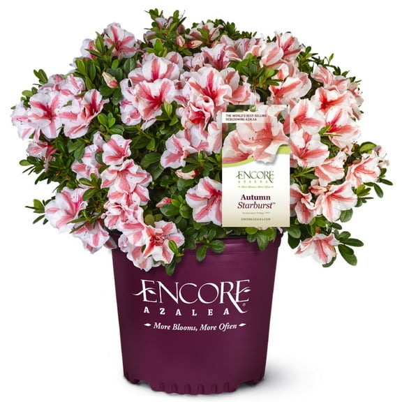 Encore Azalea Autumn Starburst (1 Gallon) Shrub with White and Pink - Full Sun Live Outdoor Plant