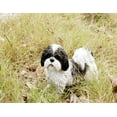 thumbnail image 4 of BLACK & WHITE STANDING SHIH TZU, 4 of 4