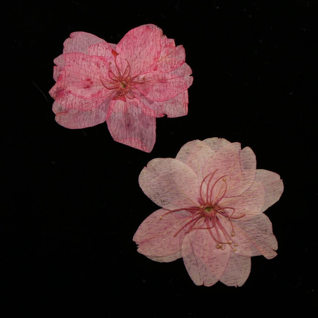 Square Candle Making DIY Handmade Candle Scented  Tools + Natural Pressed Dried Cherry Blossom Flowers