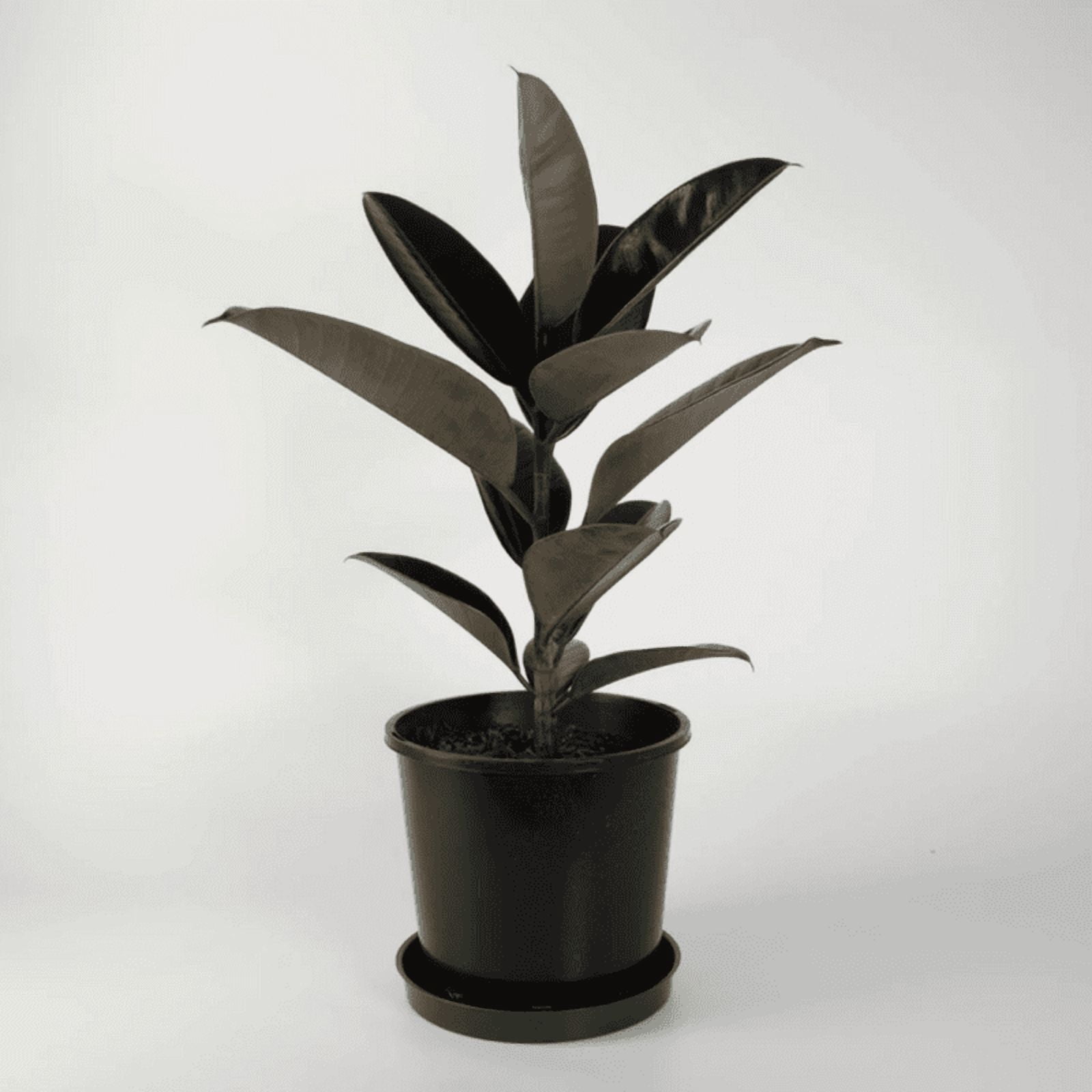Rubber Plant Live Indoor Plant (Ficus Elastica) in 4 Inch Plastic Pot – Easy Care Air Purifying Houseplant