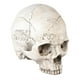 thumbnail image 2 of 1 calabaza de calavera para decoraciones de Halloween., 2 of 3