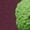 Maroon, variant on Broccoli-Earth Mens Graphic Tee, 100% Cotton, Casual Summer Wear BAA235