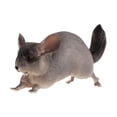 thumbnail image 1 of MERIGLARE Animal Figurine Model Collection Home Decor Realistic Detailed Action Figure Chinchilla, 1 of 9