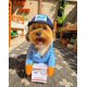 thumbnail image 1 of Disfraz de cartero para perro de USPS, divertido mensajero transformado en perro, gato, perro mediano y grande, suministros de decoración para el día de Halloween, ropa (1), 1 of 5