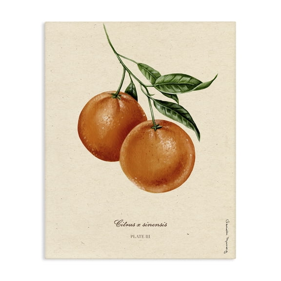 Stupell Industries Cottage Orange Fruit Portrait Canvas Art, 16 x 20, by Danielle Murray