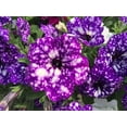 thumbnail image 1 of AMZT - New Petunia Blue Petunia s, 200 + s, 1 of 1