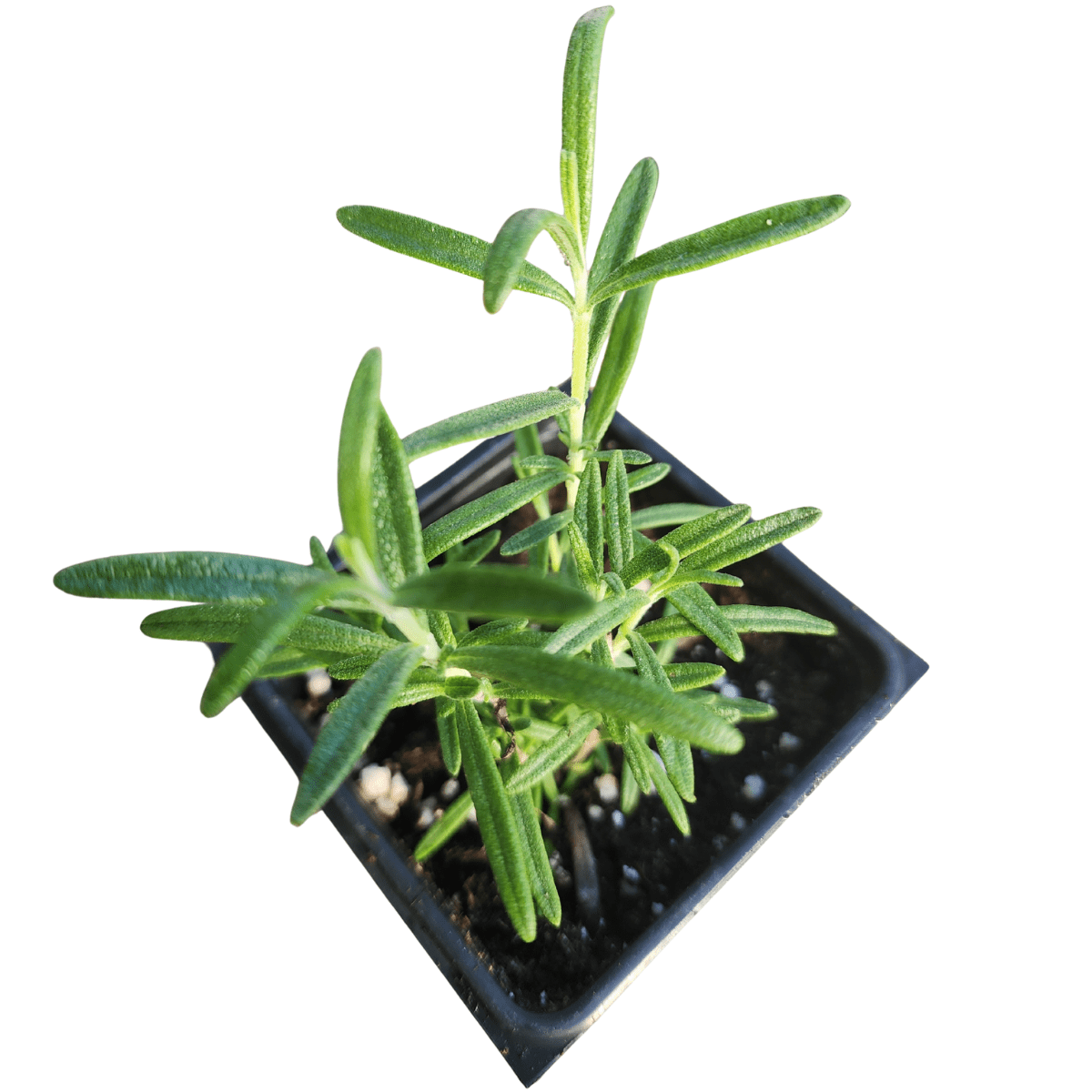 Rosemary, Spice Island (Salvia rosmarinus) Organic Plant in 2.5-inch Pot by Smoke Camp Crafts