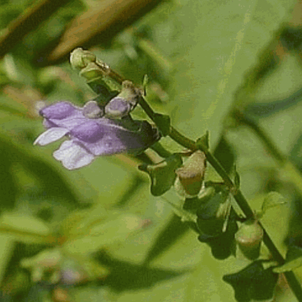 Everwilde Farms - 1 oz Mad Dog Skullcap Native Wildflower Seeds - Gold Vault Bulk Seed Packet